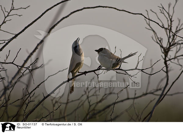 Neuntter / red-backed shrike / SO-01137