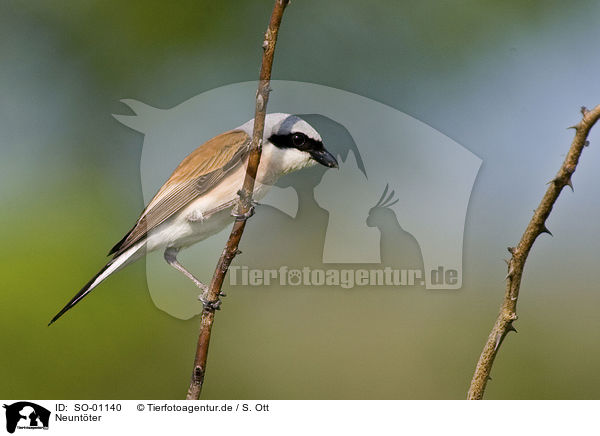 Neuntter / red-backed shrike / SO-01140