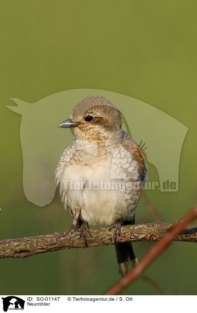 Neuntter / red-backed shrike / SO-01147