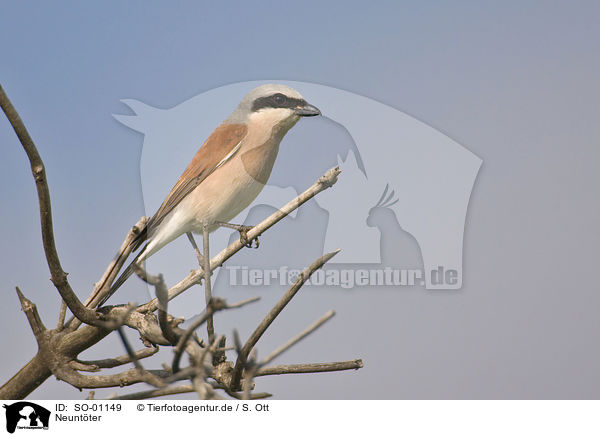 Neuntter / red-backed shrike / SO-01149