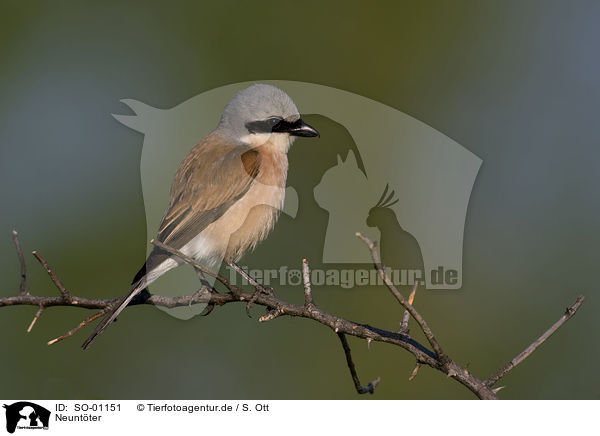 Neuntter / red-backed shrike / SO-01151