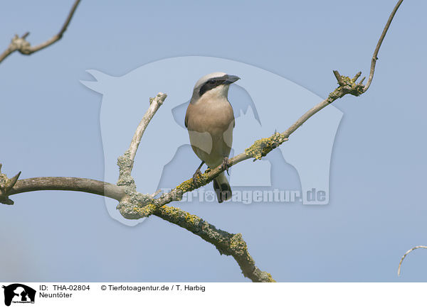 Neuntter / red-backed shrike / THA-02804