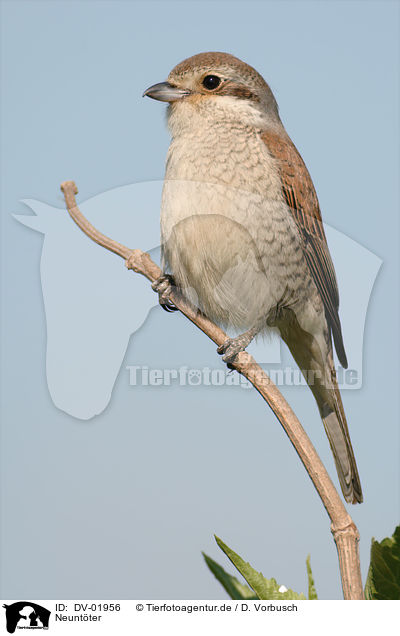 Neuntter / red-backed shrike / DV-01956
