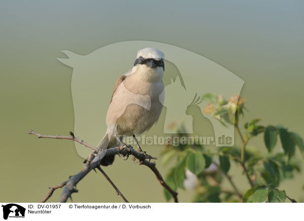 Neuntter / red-backed shrike / DV-01957