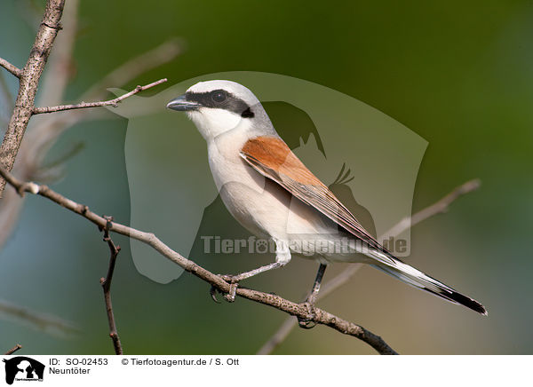 Neuntter / red-backed shrike / SO-02453