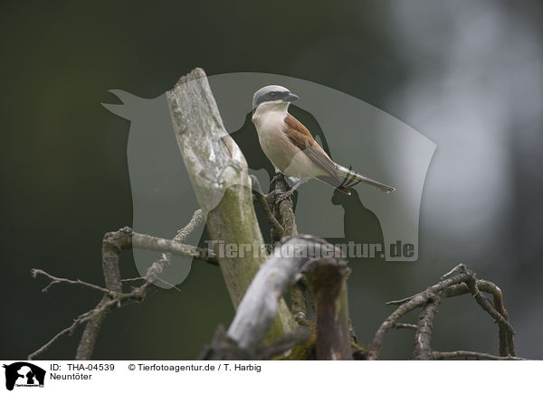 Neuntter / red-backed shrike / THA-04539