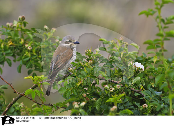 Neuntter / red-backed shrike / AT-01715