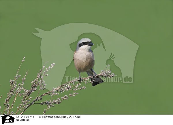 Neuntter / red-backed shrike / AT-01716