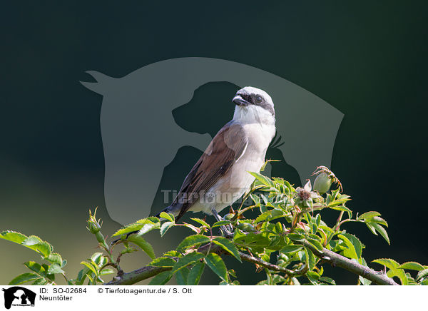Neuntter / red-backed shrike / SO-02684
