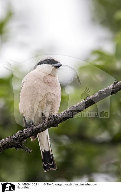 Neuntter / red-backed shrike / MBS-16011