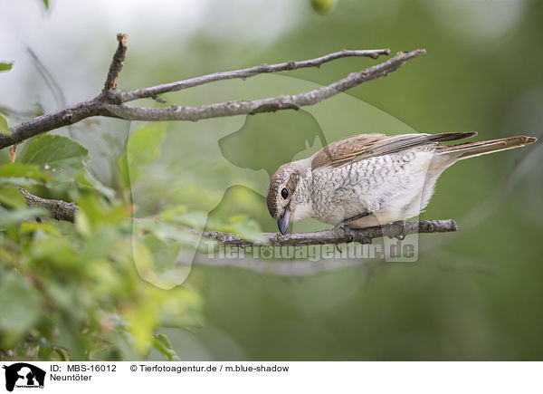 Neuntter / red-backed shrike / MBS-16012