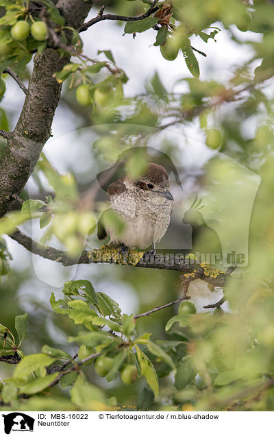 Neuntter / red-backed shrike / MBS-16022