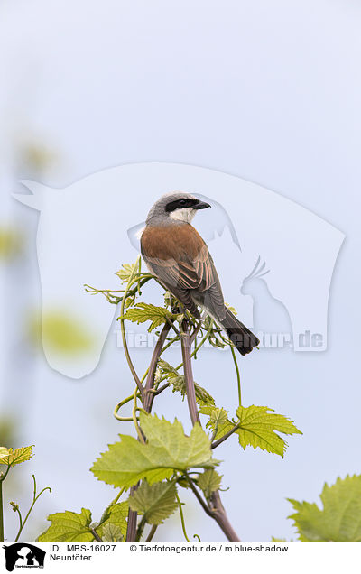 Neuntter / red-backed shrike / MBS-16027