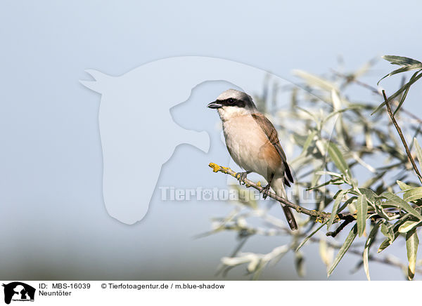 Neuntter / red-backed shrike / MBS-16039