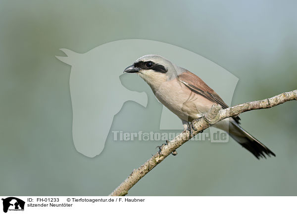 sitzender Neuntter / sitting Red-backed Shrike / FH-01233