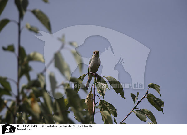 Neuntter / Red-backed Shrike / FF-10043