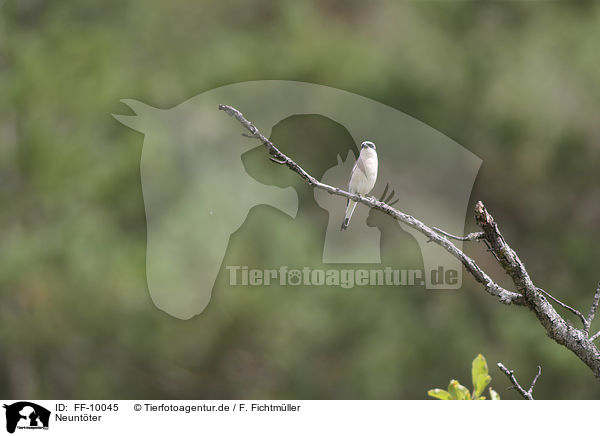 Neuntter / Red-backed Shrike / FF-10045