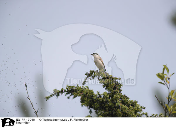 Neuntter / Red-backed Shrike / FF-10048