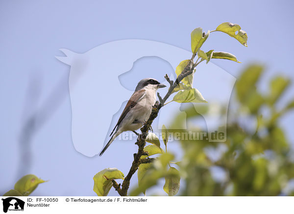 Neuntter / Red-backed Shrike / FF-10050