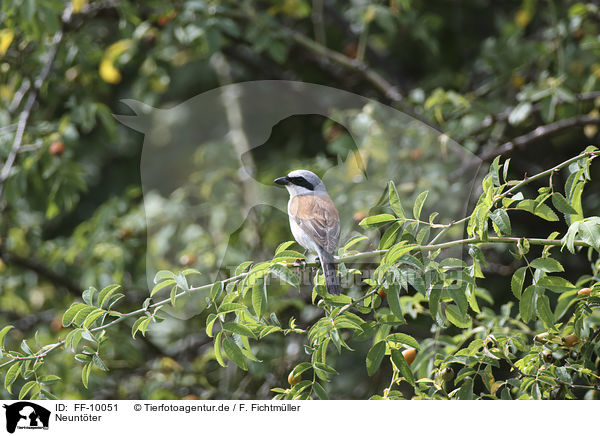 Neuntter / Red-backed Shrike / FF-10051