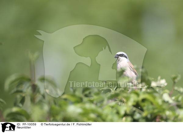 Neuntter / Red-backed Shrike / FF-10059