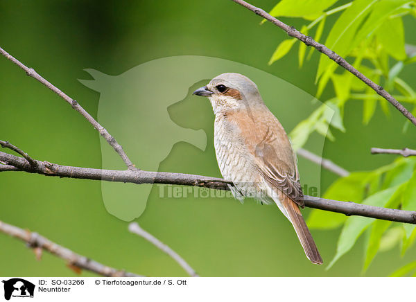 Neuntter / red-backed shrike / SO-03266