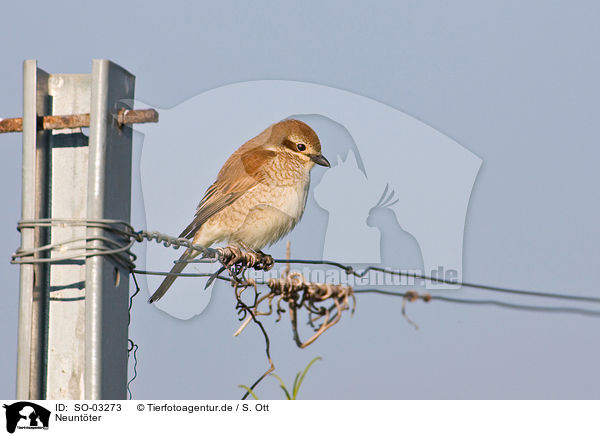 Neuntter / red-backed shrike / SO-03273