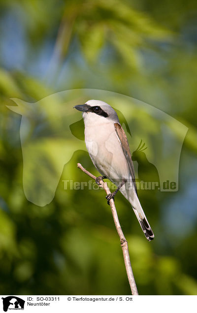 Neuntter / red-backed shrike / SO-03311