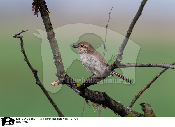 Neuntter / red-backed shrike / SO-03459