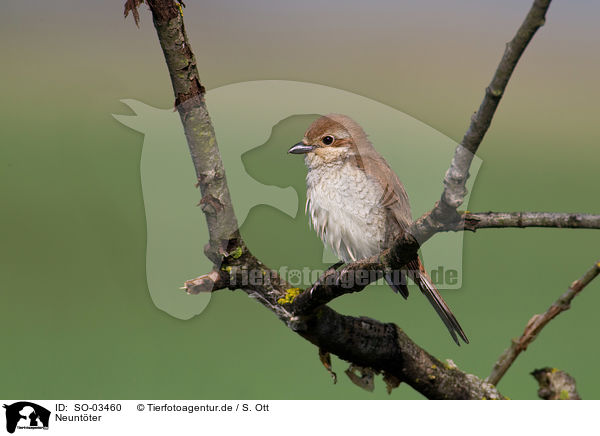 Neuntter / red-backed shrike / SO-03460