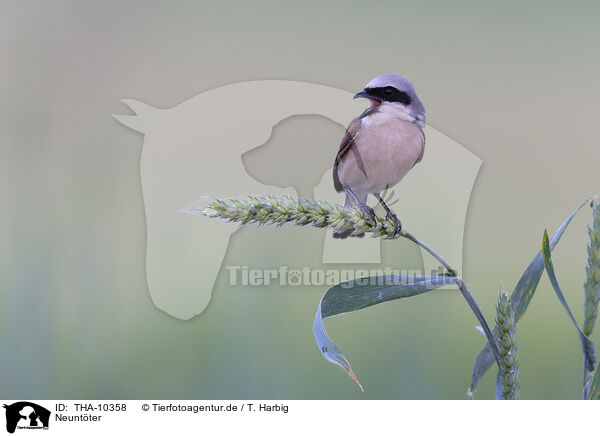 Neuntter / red-backed shrike / THA-10358