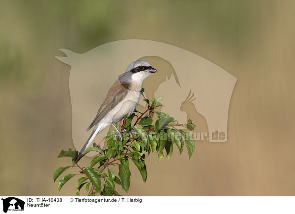 Neuntter / red-backed shrike / THA-10438