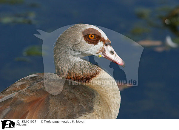 Nilgans / egyptian goose / KM-01057