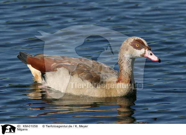 Nilgans / egyptian goose / KM-01058
