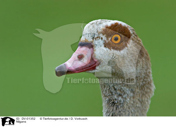 Nilgans / Egyptian Goose / DV-01352