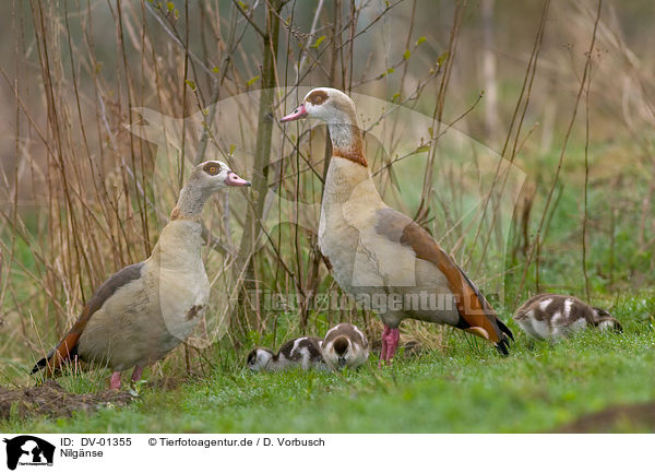 Nilgnse / Egyptian Geese / DV-01355