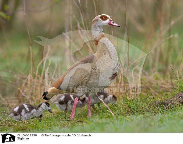 Nilgnse / Egyptian Geese / DV-01356