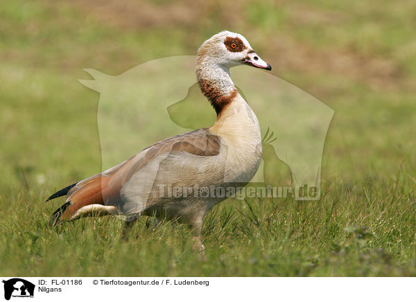 Nilgans / Egyptain Goose / FL-01186