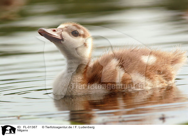 Nilgans / FL-01367
