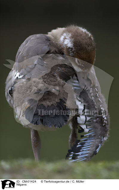 Nilgans / Egyptian goose / CM-01424