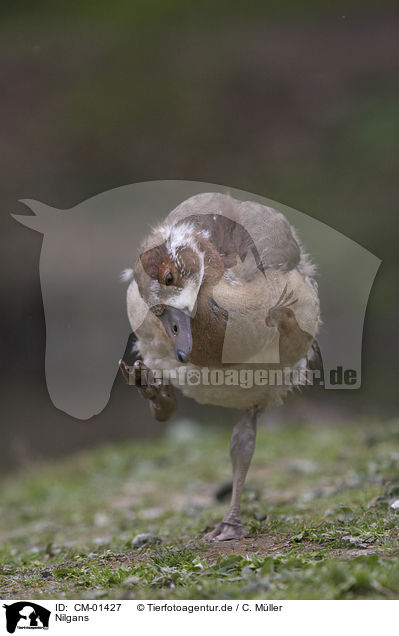 Nilgans / CM-01427