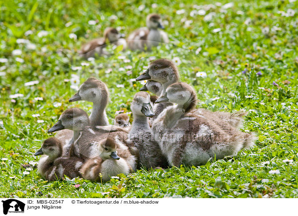 junge Nilgnse / young Egyptian geese / MBS-02547