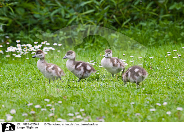 junge Nilgnse / young Egyptian geese / MBS-02549
