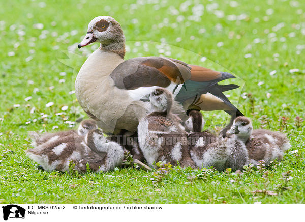 Nilgnse / Egyptian geese / MBS-02552