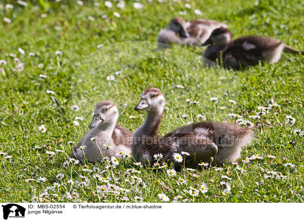 junge Nilgnse / young Egyptian geese / MBS-02554