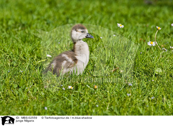junge Nilgans / young Egyptian goose / MBS-02559
