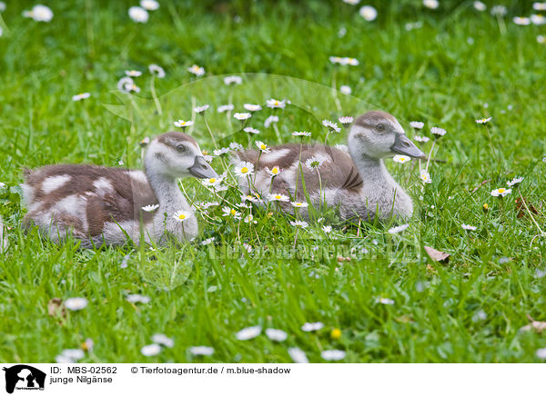 junge Nilgnse / young Egyptian geese / MBS-02562