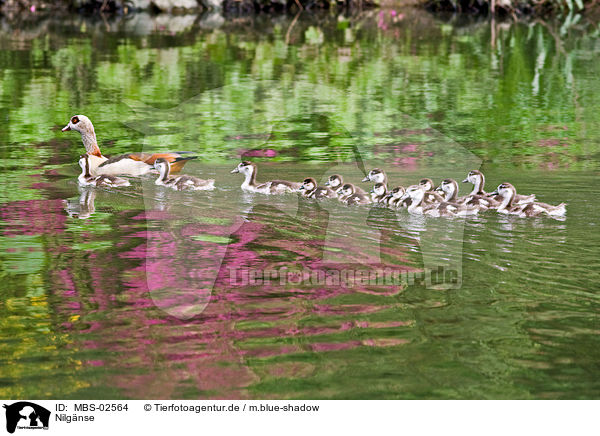 Nilgnse / Egyptian geese / MBS-02564
