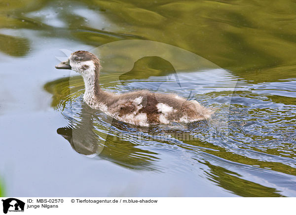 junge Nilgans / young Egyptian goose / MBS-02570