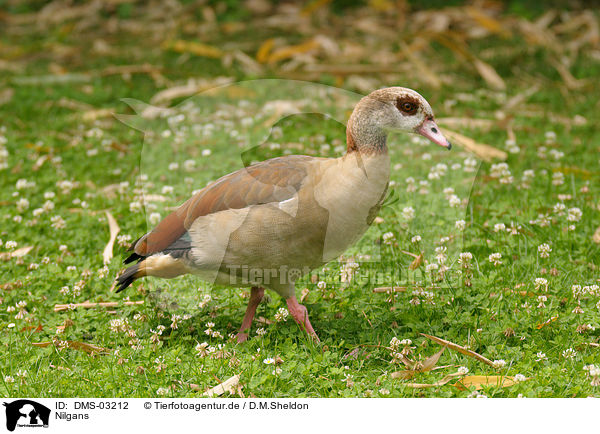 Nilgans / DMS-03212